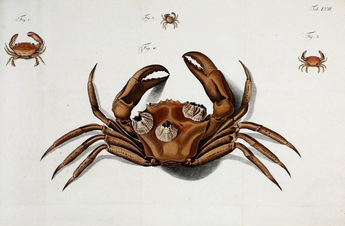 You'd be crabby too if you were covered in barnacles.
