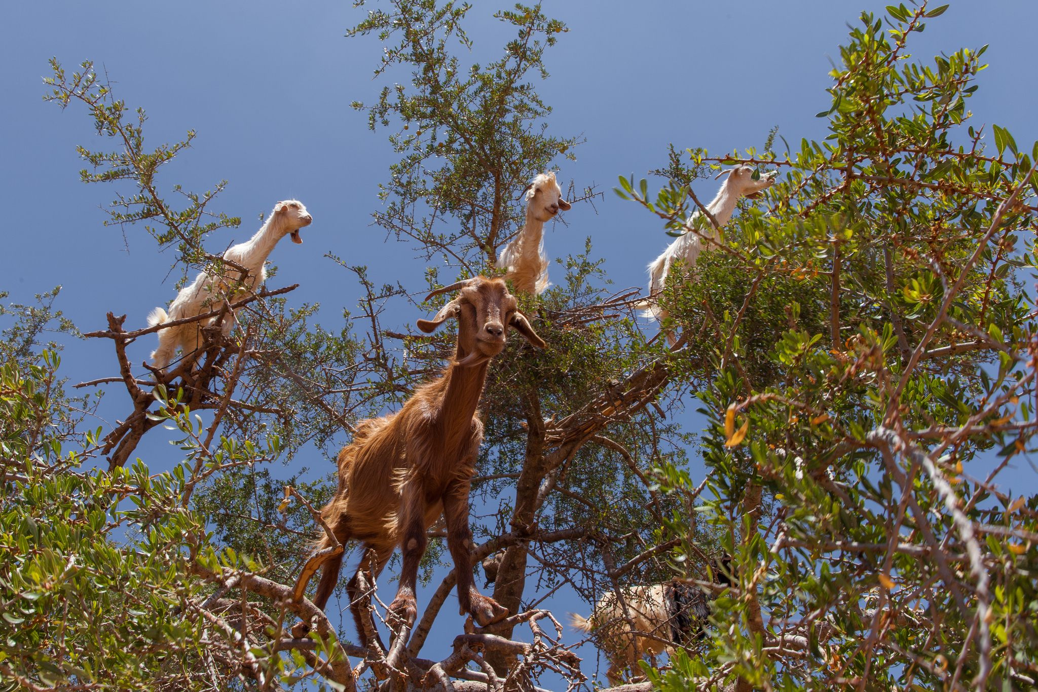 Morocco's Tree-Climbing Goats Prefer Spitting Out Seeds to Eating Them -  Atlas Obscura