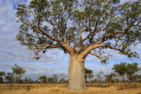 Over the years, dendroglyphs—motifs and images carved into tree bark—have been documented on 22 boab trees in the Tanami Desert of western Australia.
