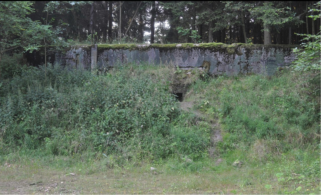 Deep in a forest in western Poland, is an abandoned Soviet bunker with an unusual ant situation. 