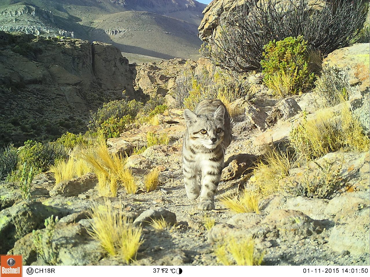 Camera traps have allowed scientists to study elusive animals, like the Andean cat.