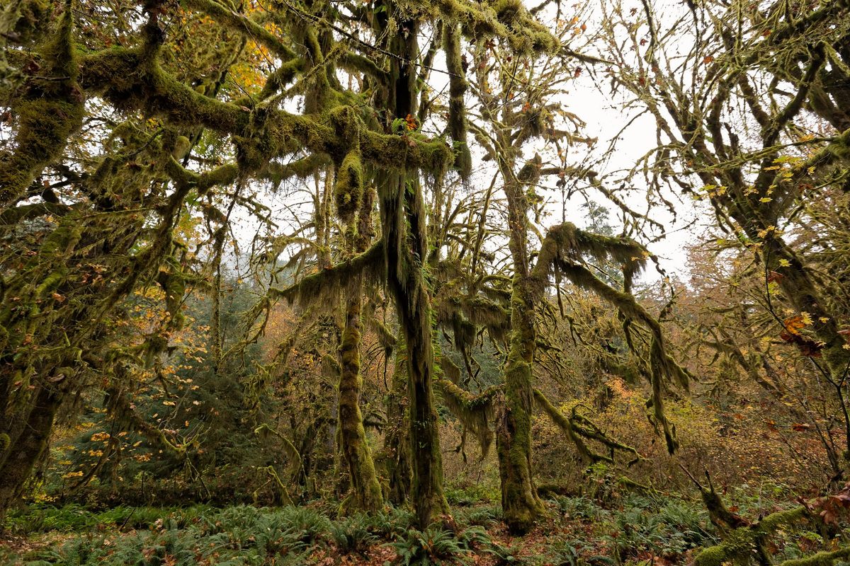The old growth forests of the Hall of Mosses provide a wide range of micro-habitats.