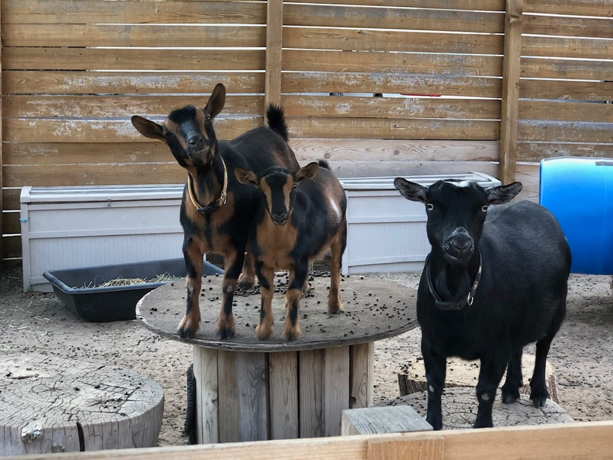 From left to right: Lulu, Diamond, and Luna.