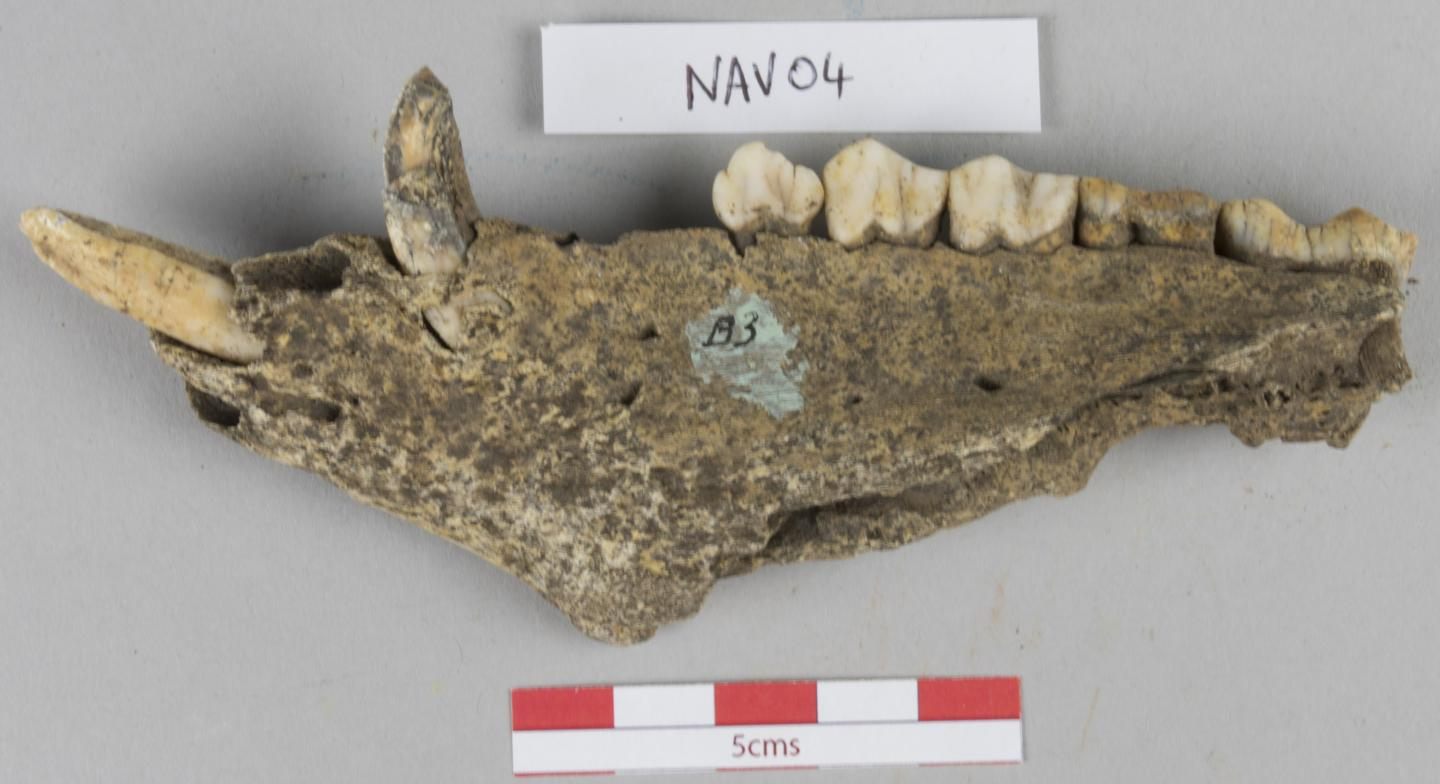 A pig mandible found at Navan Fort. While not from the area, it was brought there like the dozens of other pigs discovered on the site.