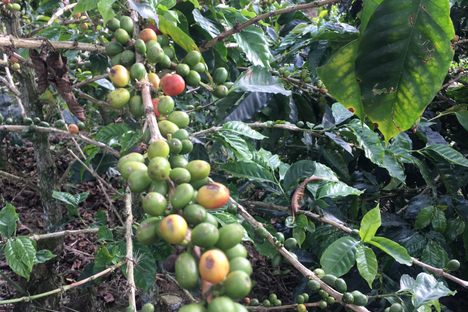 Coffee Beans at a nearby Finca Casa Guayabal