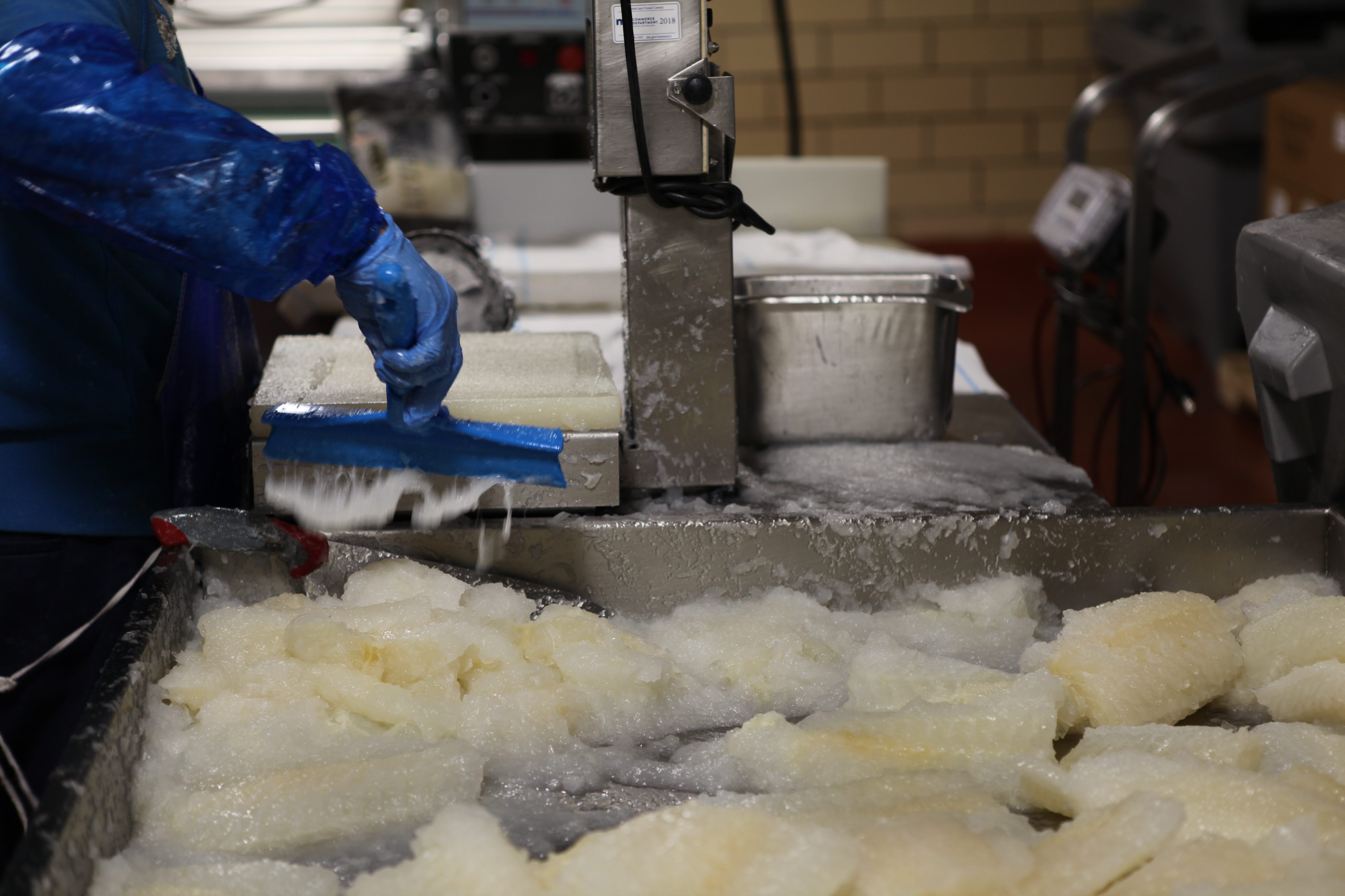 A factory worker packages ready-to-eat lutefisk.
