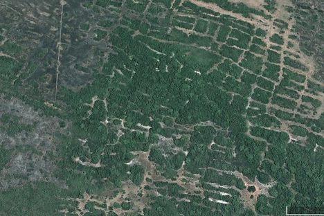 Paths cutting through the forest make ancient fields visible