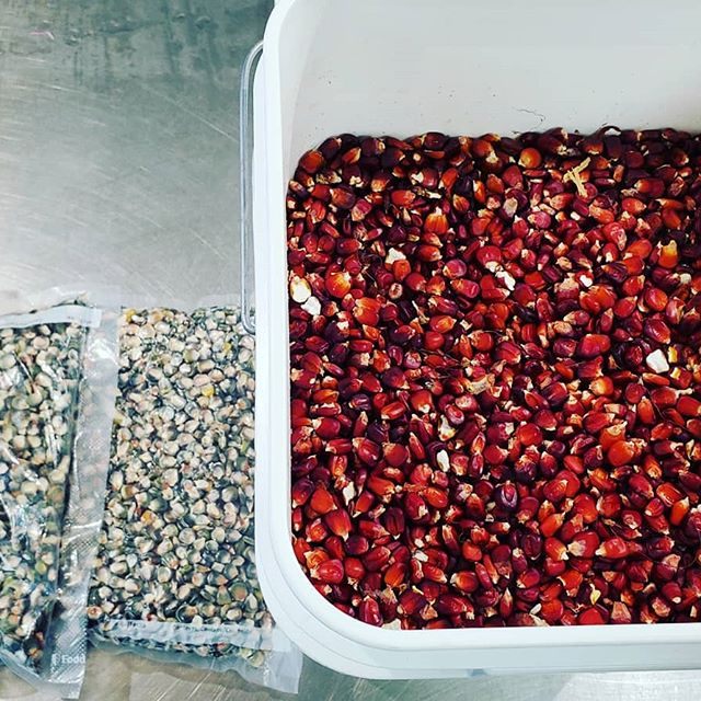 A community member donated indigenous cultivars, Bloody Butcher corn (right) and Oaxacan Green corn (left), to make meals for indigenous elders.