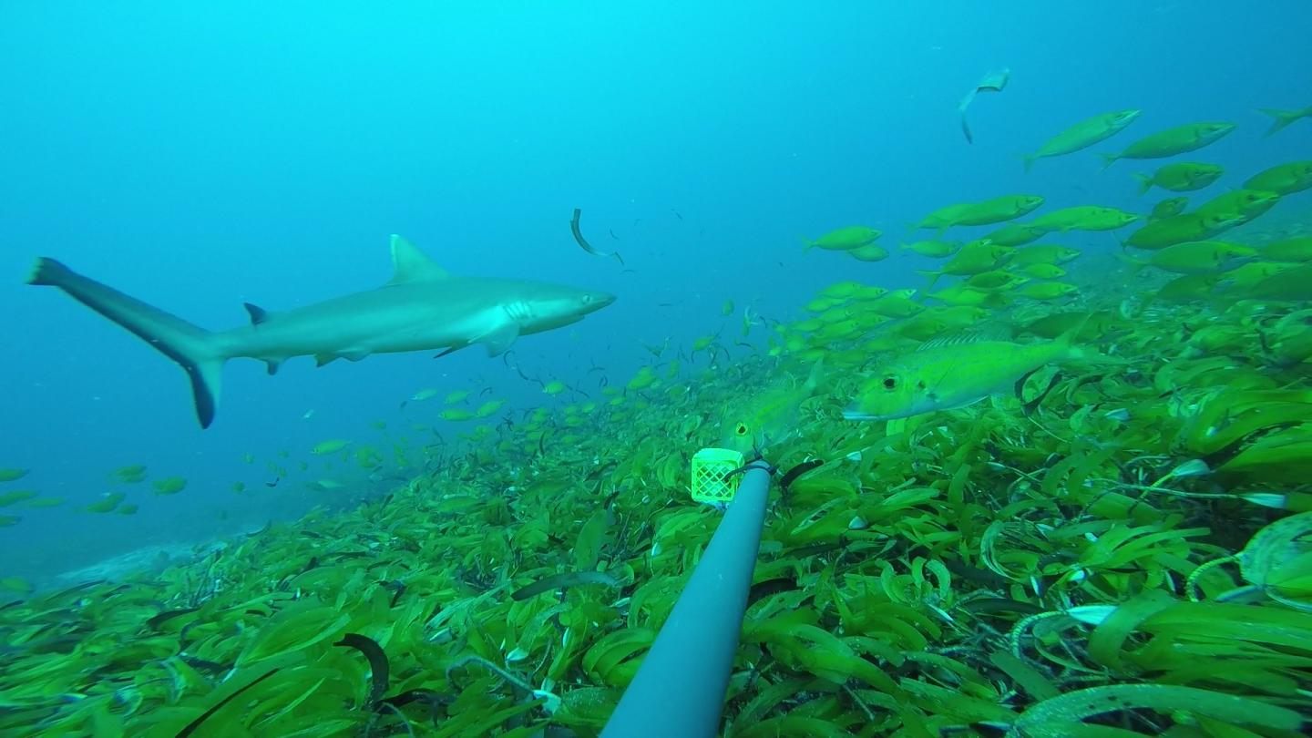 Turtles led scientists to a remote landscape thick with seagrass.