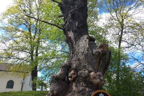 Carl XII's Oak