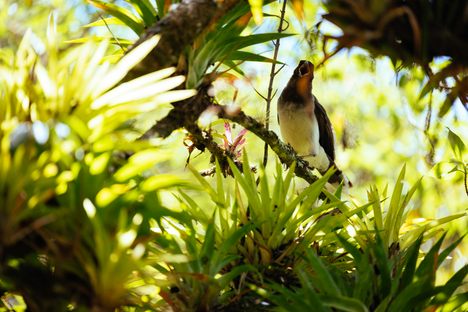 An ideal place for birdwatching.