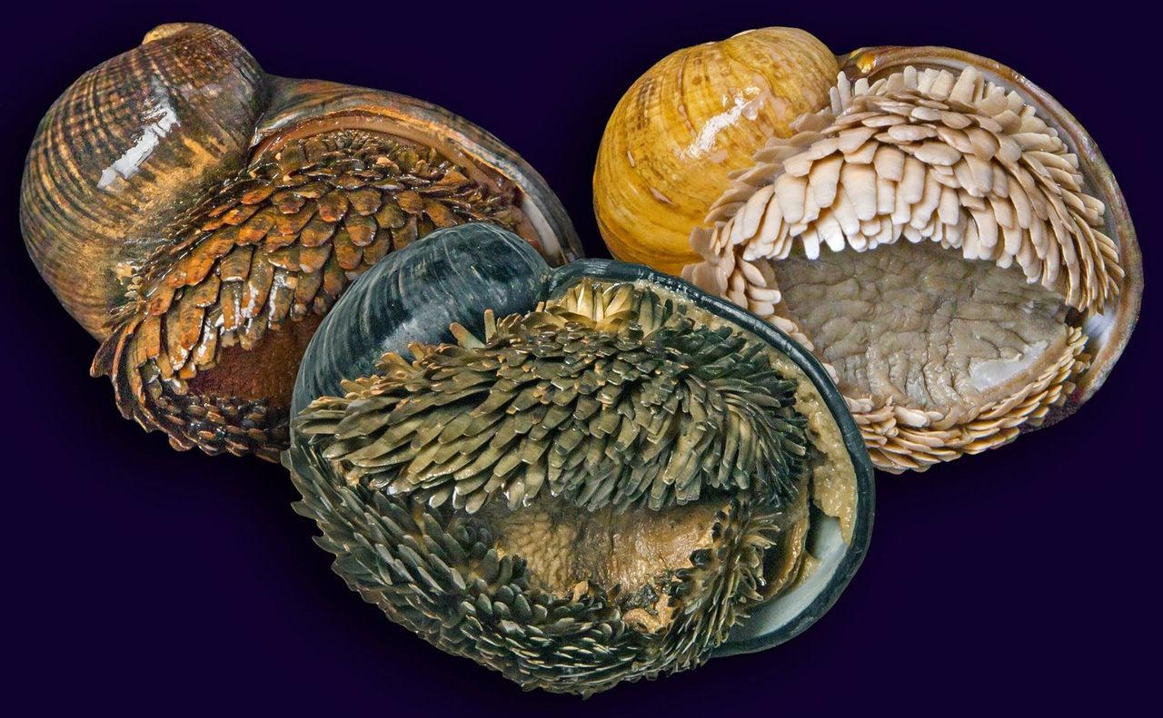 Each isolated scaly-foot population lives by a hydrothermal vent with different iron levels, which change the color of the mollusk's shells. 