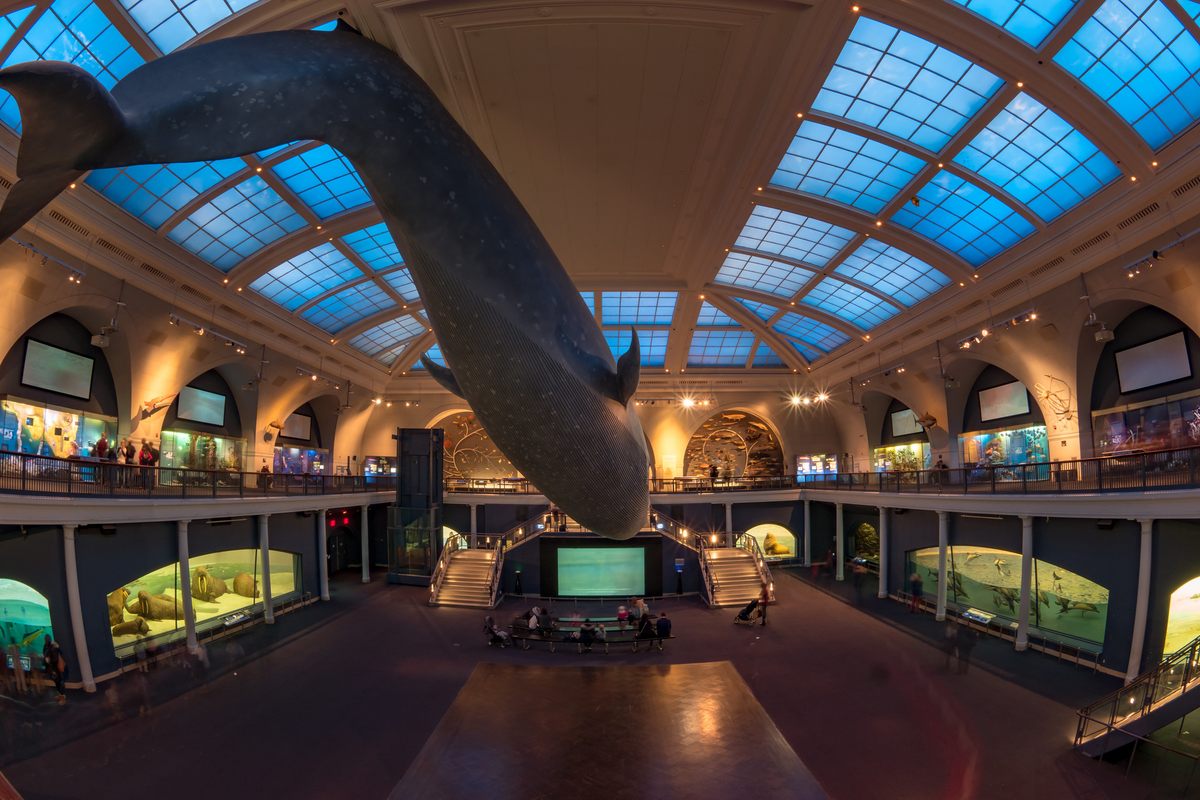 Crews that hunted sperm whales or blue whales, like the replica hanging from the ceiling of the Milstein Hall of Ocean Life, had their work cut out for them.