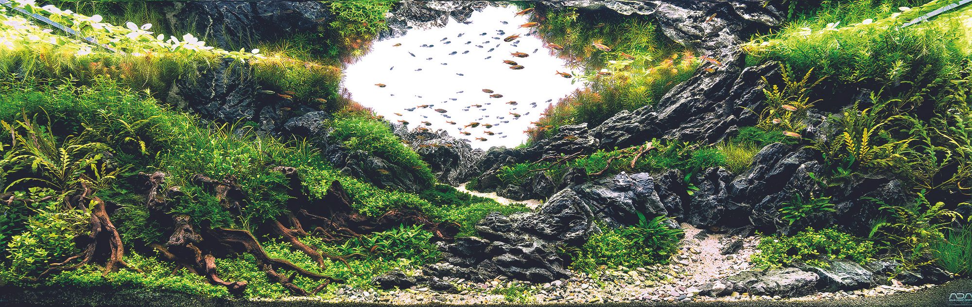 Tenth-place "Father," by Luis Carlos Galarraga, showcases ferns and symmetry.