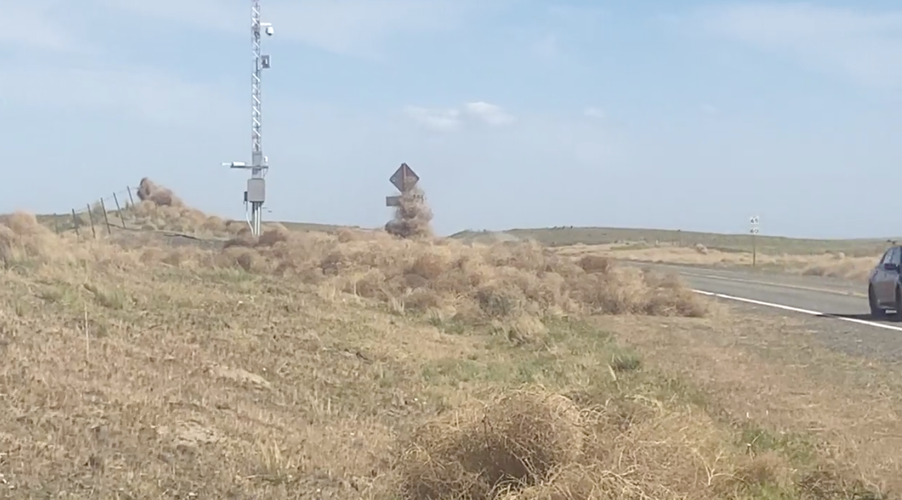 Several cars trapped overnight inside monster tumbleweed pile in eastern  Washington 