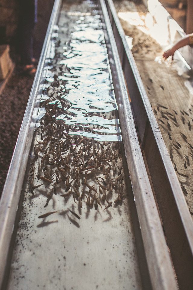 The Walkers' facility holds three species and more than 20,000 trout at various stages of development.