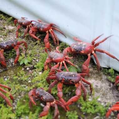 Christmas Island crab migration