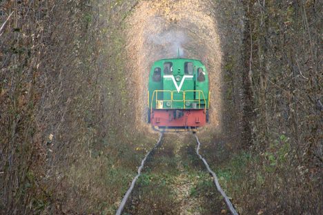 Built by Branches: Nine of the Most Incredible Tree Tunnels