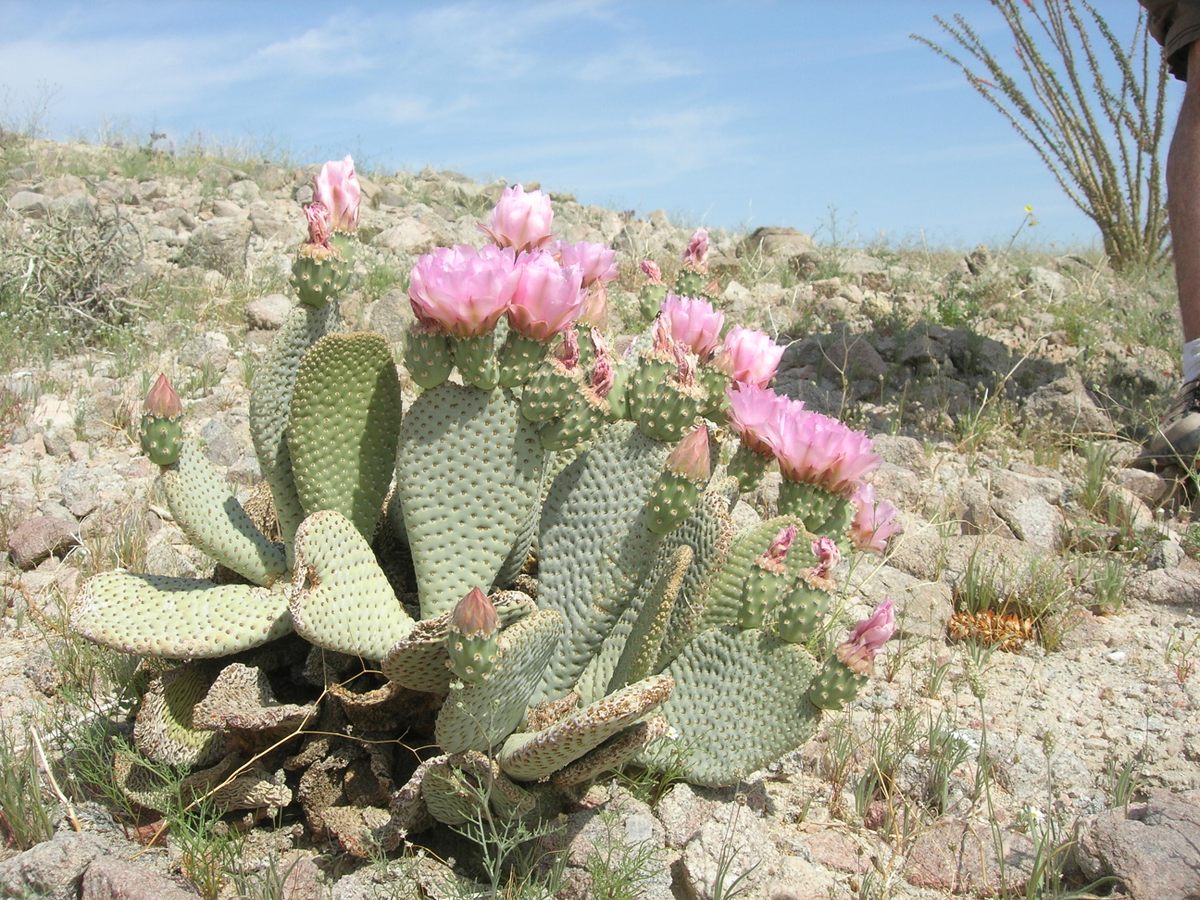 One of the four new species Jotter and Clover discovered during their 1938 expedition rafting down the Grand Canyon was the beavertail cactus, <em>Opuntia basilaris</em>.
