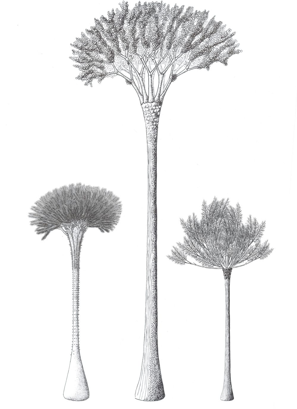 An artist's impression of cladoxlopsids.