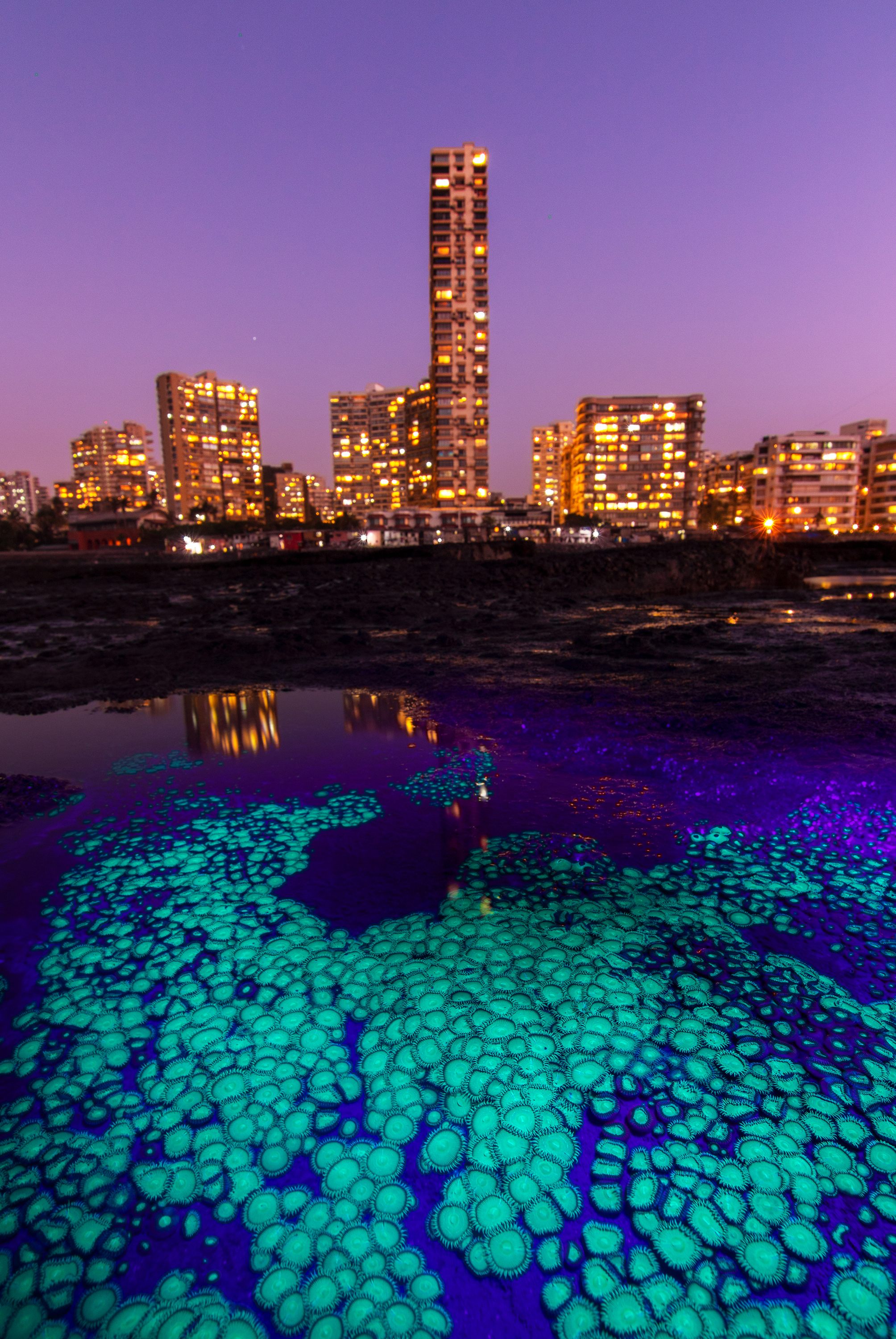 In <em>A Tale of Two Cities</em>, soft corals and Mumbai's skyline each create their own glow.