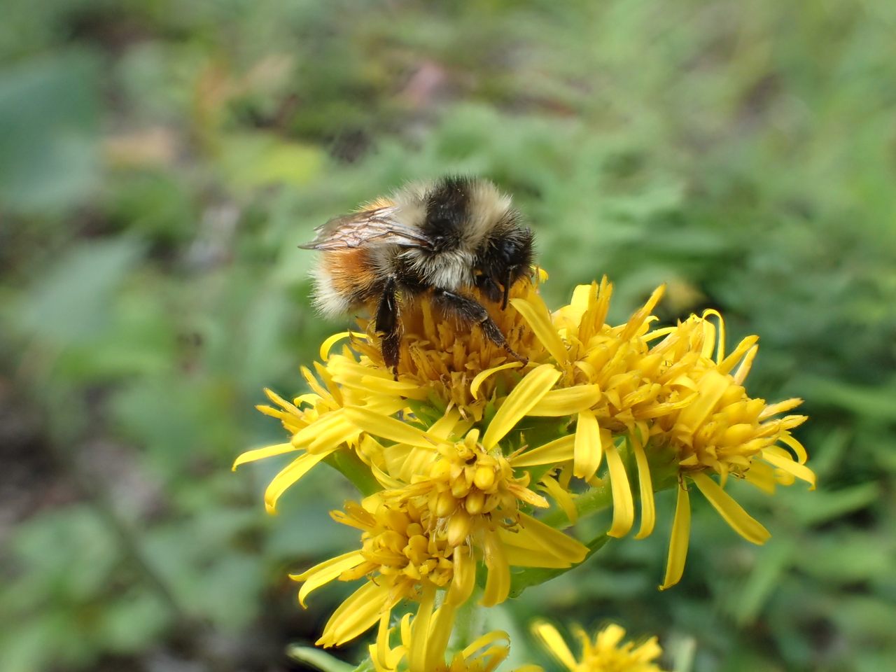 <em>B. sylvicola</em>, the forest bumblebee, is found in much of Canada and the far western reaches of the United States, including Alaska.