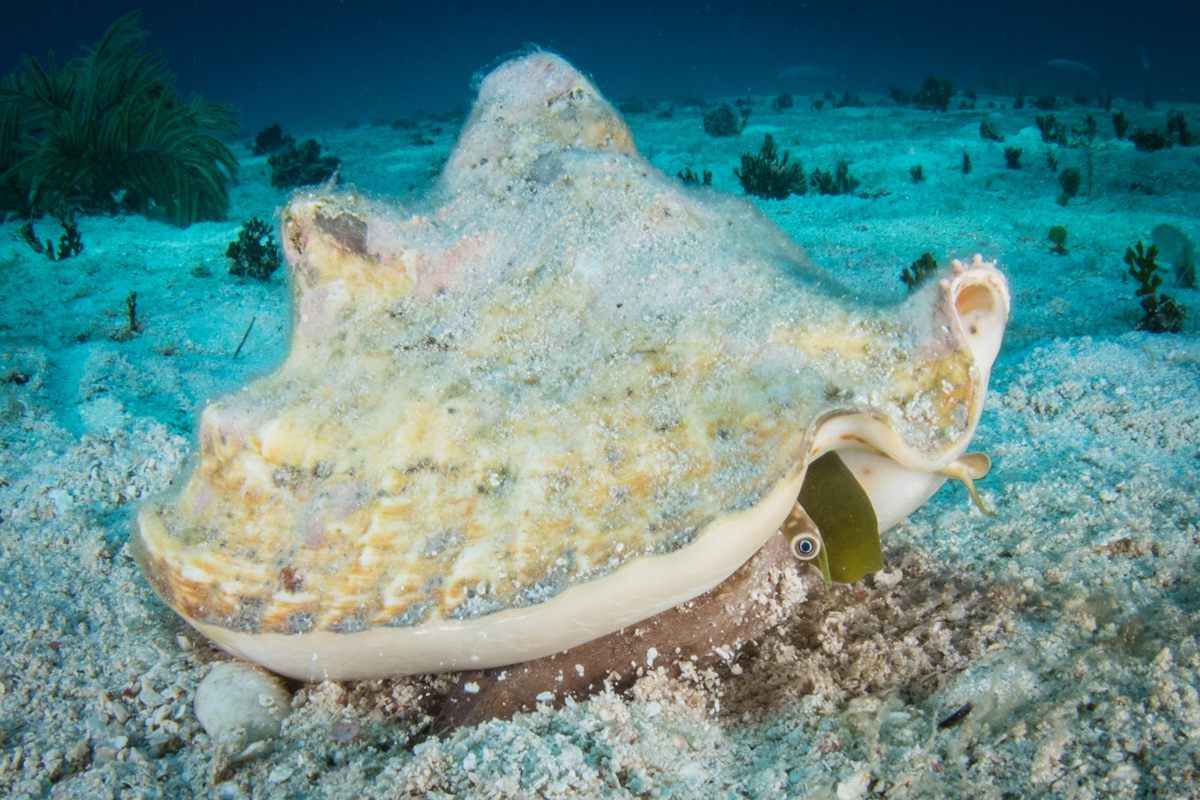 A queen conch moving along the sea floor.