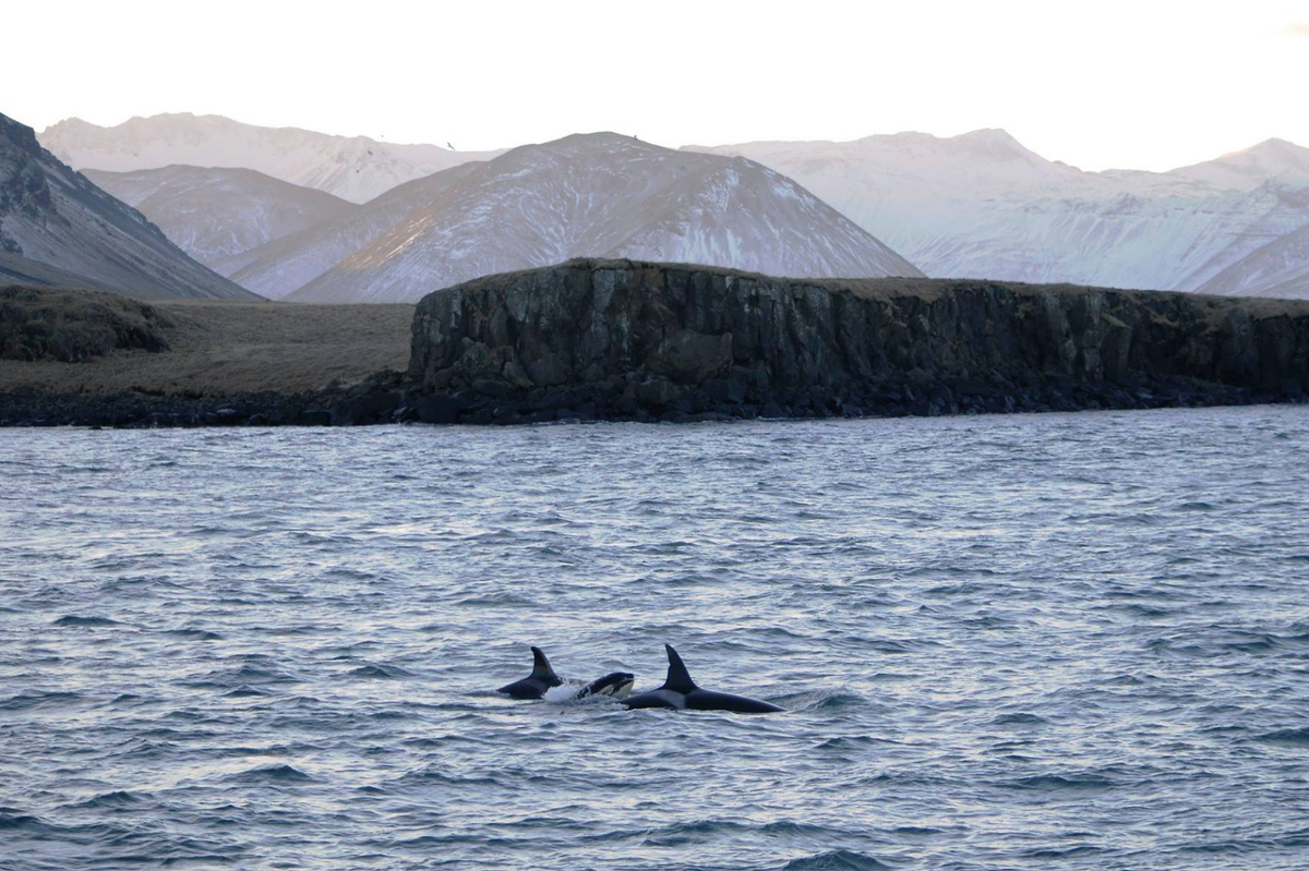 Paging Through the World's Handy, Adorable Orca Catalogs - Atlas