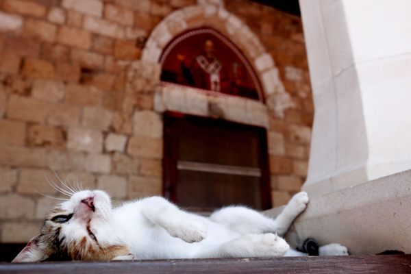 One of the monastery cats.
