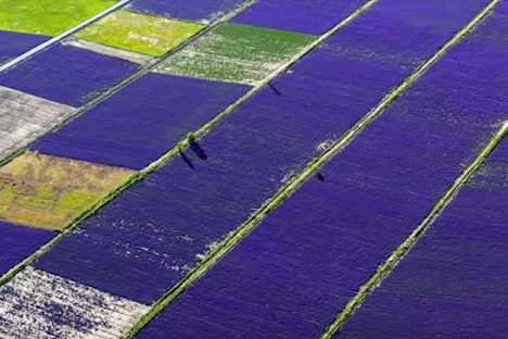 Video Captures a Gorgeous Chinese Lavender Bloom 
