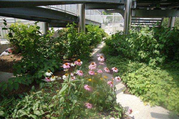 Underneath the entrance to the nature walk is a small separate garden (Michelle Enemark CC Attribution Share Alike)