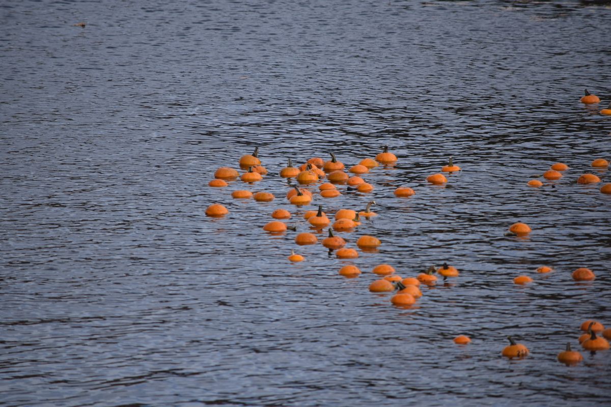 Goffstown Giant Pumpkin Regatta Goffstown, New Hampshire Atlas Obscura
