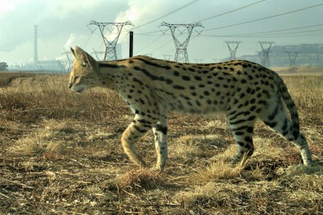 A serval, captured by a camera trap, stalks Secunda.