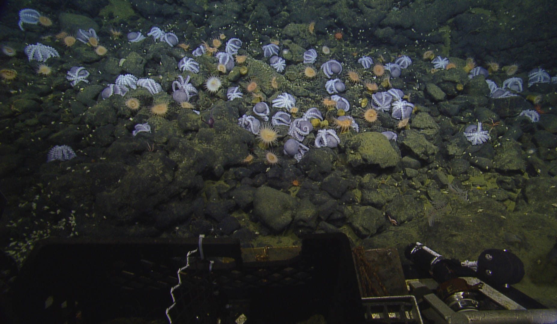 So many cephalopods.