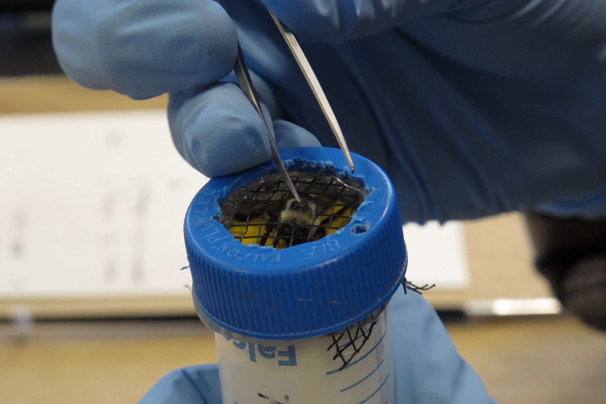 A researcher affixes an RFID chip to the thorax of a bumble bee forager. Malfi and the team used RFID technology to track how much time foragers spent away from the colony, how this related to the probability of being parasitized, and whether the risk varied across the season.
