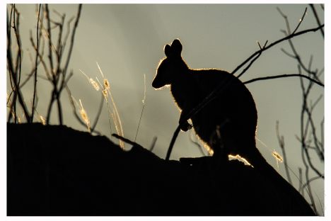 Black-footed Rock Wallaby.
