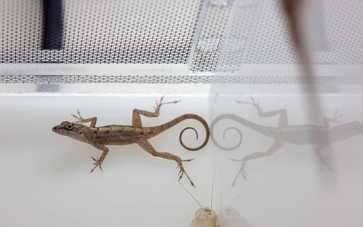 A female brown anole, or <em>Anolis sagrei</em>, clings effortlessly to the back wall of her tank.