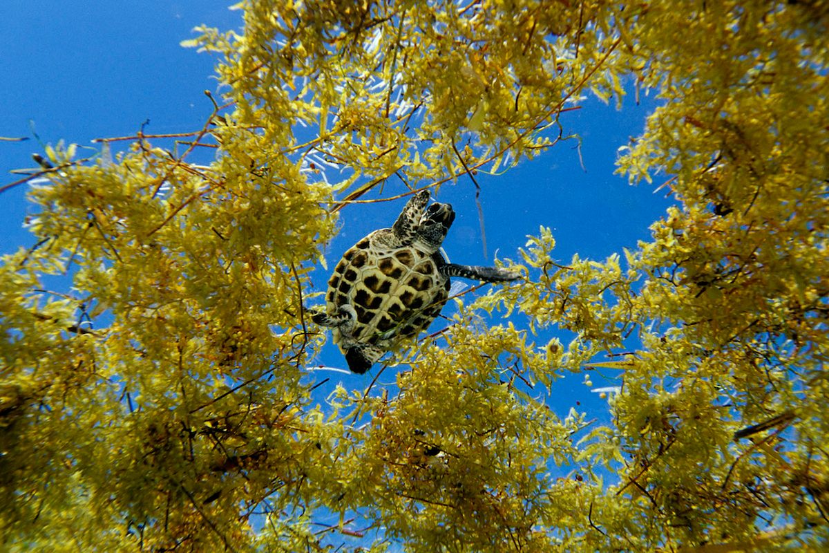 A baby hawksbill turtle in sargassum off the coast of Florida.