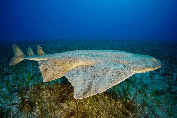 Biologists on the Canary Islands only became aware of the islands’ robust population of angelsharks about a decade ago.
