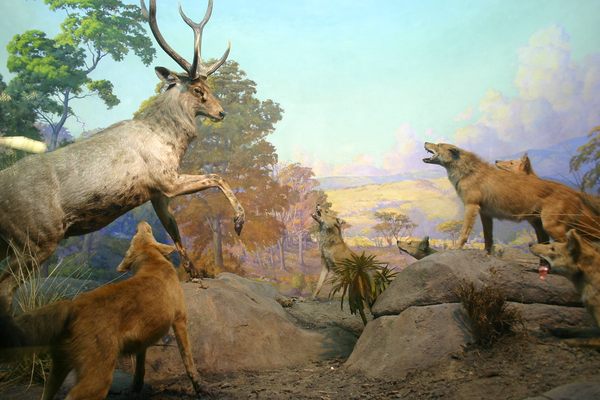 Diorama depicting the sambar deer and Asiatic wild dog.