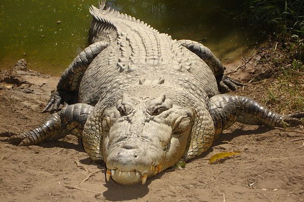 A saltwater crocodile.