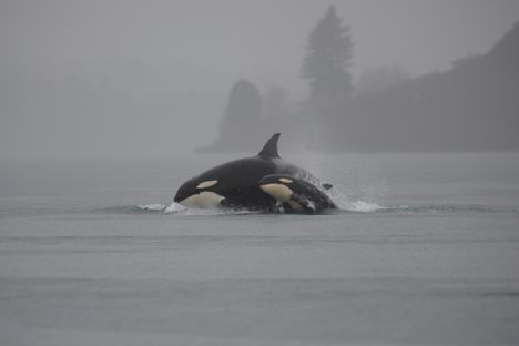 A vision of an orca sanctuary?