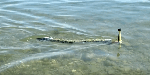Envirobot swims along the surface of Lake Geneva.
