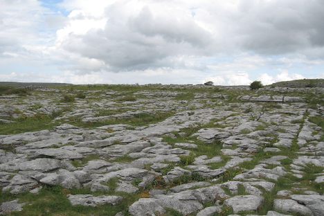 Rocks dispersed among greenery.
