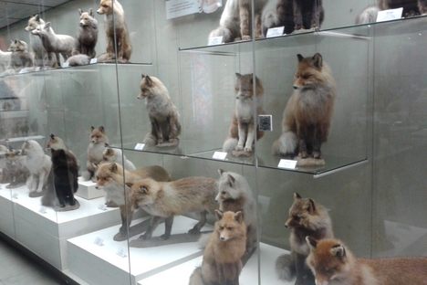 State Darwin Museum