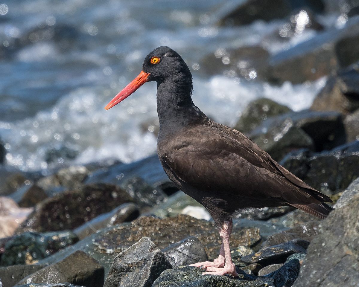 For black oystercatchers and other migrating birds, Brooks Island is a bucolic rest stop.