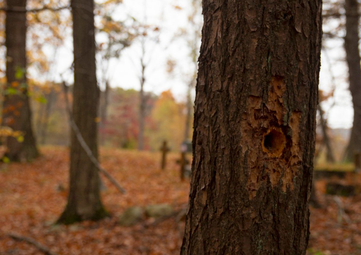 Just past this tree favored by woodpeckers is one of two cemeteries named after the June family.