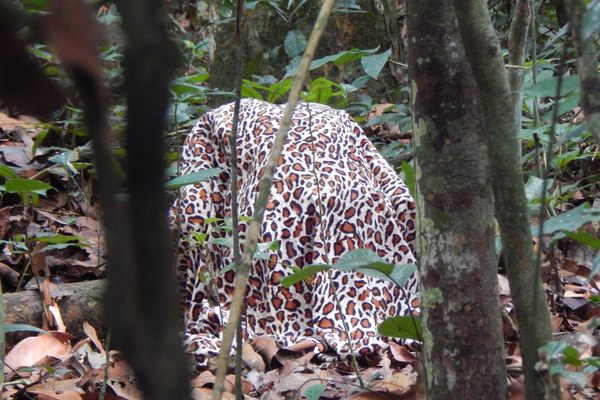Store-bought printed fabric was enough to alarm the putty-nosed monkeys, who are highly sensitive to even a glimpse of a leopard-like pattern moving in the dense vegetation.