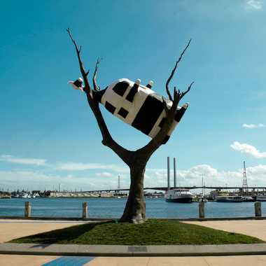 Cow up a Tree, Australian history and humor