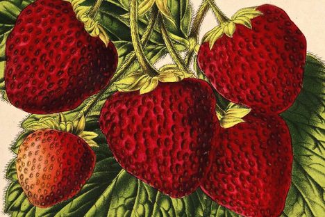 A chromolithograph of Fragaria ananassa.